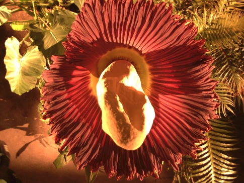 L Amorphophallus titanum - La plus grande fleur du monde